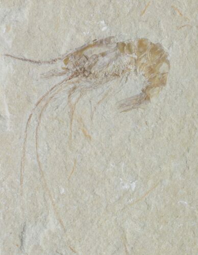 Cretaceous Fossil Shrimp Carpopenaeus - Lebanon #40474